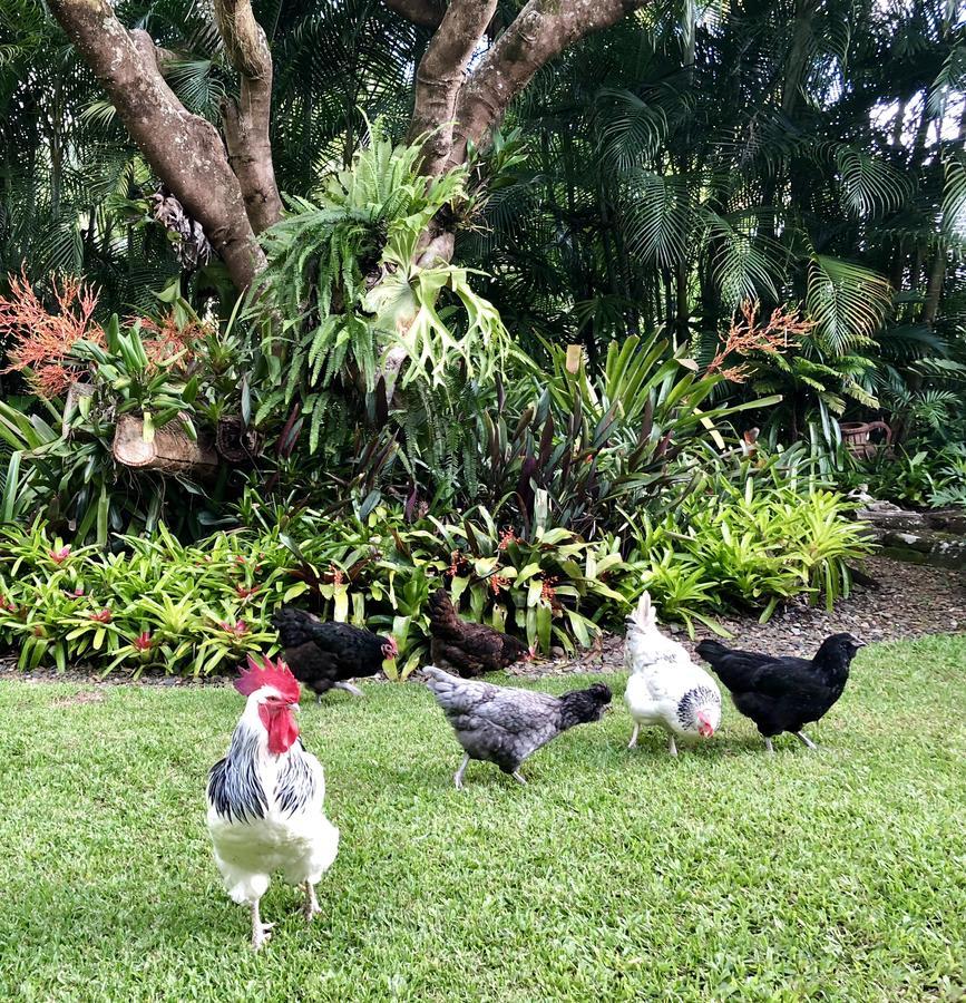 Eden Rest Bed and Breakfast Cooroy Esterno foto